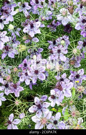 Liebe in einer Nebel Blume Nigella hispanica 'Neugier' Stockfoto