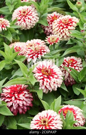 Rot-weiße Zinnia 'Swizzle Cherry and Ivory' Stockfoto