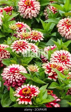 Rot-weiße Zinnia 'Swizzle Cherry and Ivory' Stockfoto