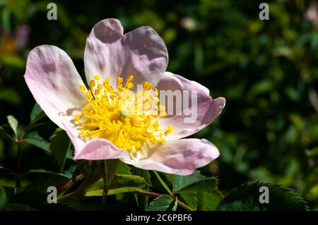 Fragile weiße Blume mit gelben Stistillen im wilden Garten Stockfoto