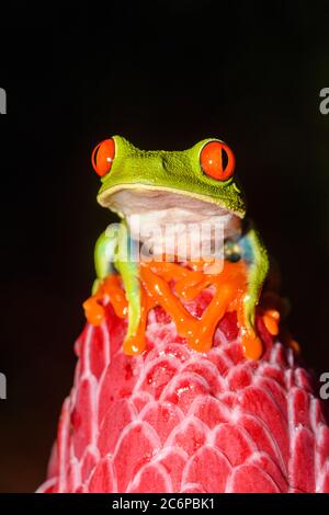 Rotauger Baumfrosch (Agalychnis callidyas), Frogs Heaven, Limon, Costa Rica Stockfoto