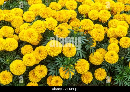 Gelbe Ringelblume Tagetes 'Gold Lady Tagetes erecta African Ringelblumen Bettwäsche Pflanzen Gelbe Tagetes Sommer Garten Blumenbeet blühende Blumen Blumenbeet Stockfoto