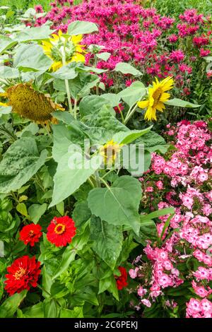 Gartenblumen im Juli Sonnenblume rosa Phlox Monarda Zinnia Sommerblume Stockfoto