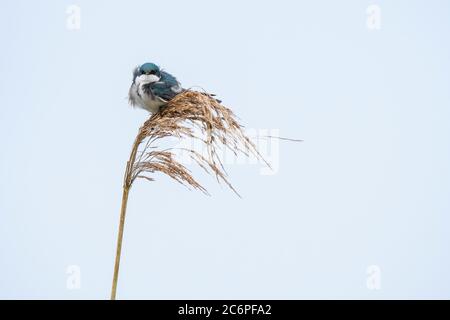 Tree Swallow (Tachycineta bicolor), Anahuac National Wildlife Refuge, Texas, USA Stockfoto