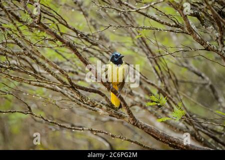 Königspinguin (Aptenodytes patagonicus), Volunteer Point, East Falkland, Falkland Islands Stockfoto