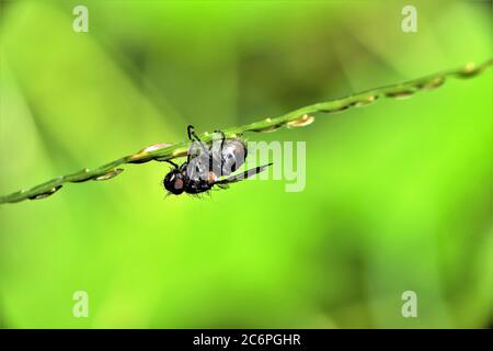 Eine Fliege, die auf einem Grashalm kriecht. Stockfoto