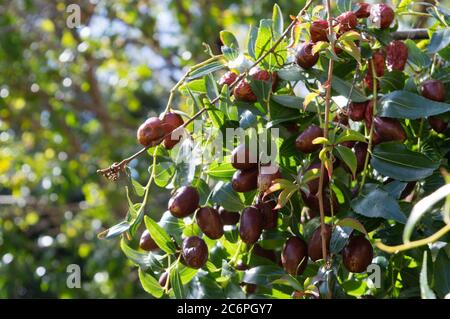 Mediterraner Baum mit Früchten, Ziziphus jujuba, genannt chinesisches Datum oder rotes Datum Stockfoto