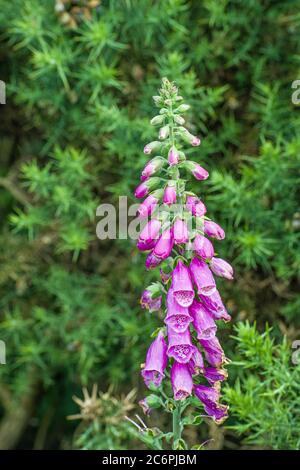 Foxgloves wächst in den Brecon Beacons in South Wales auf Mynydd Illtyd Common. Stockfoto