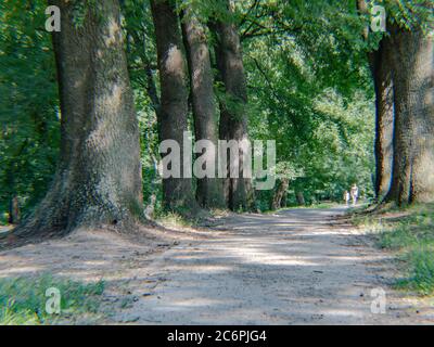 Trees aley Park 'Potok' Jagodina, Serbien Stockfoto