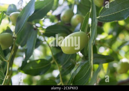 Mediterrane Frucht, Ziziphus jujuba, genannt chinesisches Datum oder rotes Datum; Nahaufnahme von unreifen Jujube-Früchten Stockfoto
