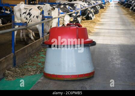 Roboter-Futtervorschub auf einem Milchviehbetrieb mit Kühen. Roboter bewegt Heu in der Milchproduktion Stockfoto