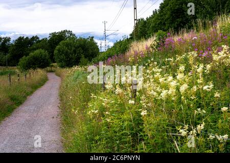 Horizontale Zusammensetzung des Weges mit grünem Gras und frischen Blumen in göteborg schweden Stockfoto