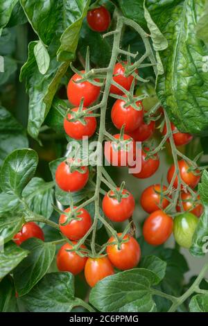 Kirschtomate Solanum lycopersicum Dasher, Kirschtomate Solanum lycopersicum Dasher Stockfoto