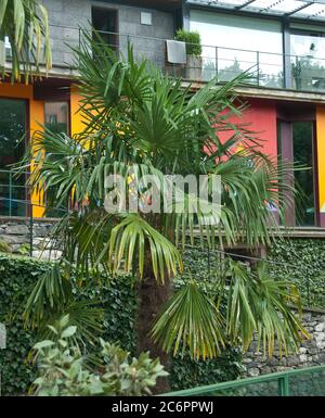 Chinesische Hanfpalme Trachycarpus fortunei, chinesische Windmühle Palme Trachycarpus fortunei Stockfoto