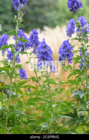 Hoher Herbst-Eisenhut Aconitum carmichaelii var. wilsonii, hoher Herbst Aconitum carmichaelii var. Wilsonii Stockfoto