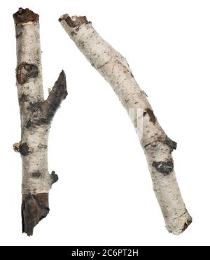 Zwei Birken-Sticks isoliert auf weißem Hintergrund Stockfoto