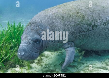 Ein neugieriges, junges westindisches Manatee-Kalb (Trichechus manatus) nähert sich im flachen Wasser von Hunter Springs, i, einer Kamera eines Unterwasserfotografen Stockfoto