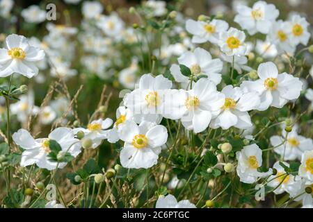 Herbst-Anemone Anemone × hybrida Honorine Jobert, Herbst Anemone Anemone x hybrida Honorine Jobert Stockfoto