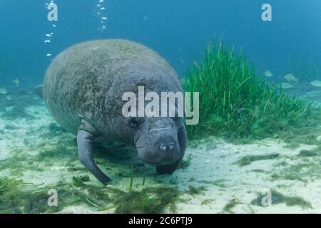 Ein neugieriges, junges westindisches Manatee-Kalb (Trichechus manatus) nähert sich im flachen Wasser von Hunter Springs, i, einer Kamera eines Unterwasserfotografen Stockfoto