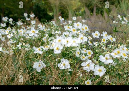 Herbst-Anemone Anemone × hybrida Honorine Jobert, Herbst Anemone Anemone x hybrida Honorine Jobert Stockfoto