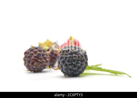 Nahaufnahme von frischen schwarzen Himbeeren vor weißem Hintergrund. Stockfoto