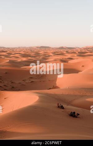 Zwei Kamele beim Sonnenuntergang in den Sanddünen der Sahara Wüste, Marokko. Stockfoto