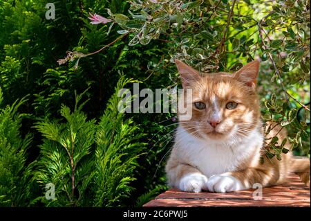 Ingwer Katze ruht auf Gartenwand in getupftem Sonnenlicht Stockfoto