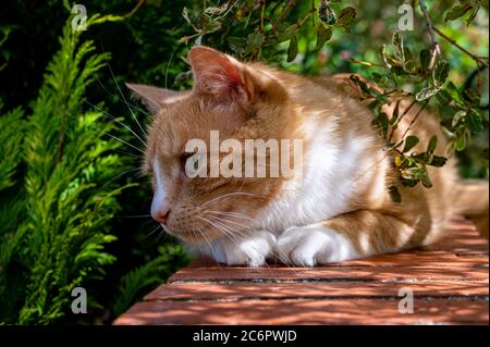 Ingwer Katze ruht auf Gartenwand in getupftem Sonnenlicht Stockfoto