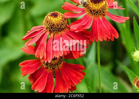 Red Helenium Niesen Stockfoto