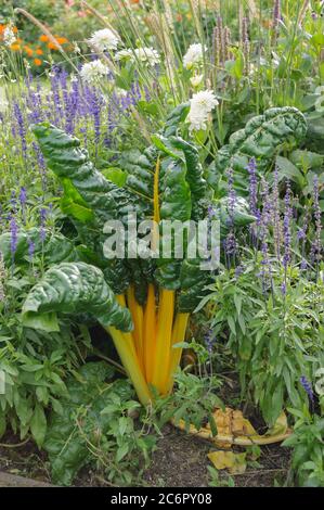 Gelber Mangold Beta vulgaris var. cicla, Gelber Mangold Beta vulgaris var. Cicla Stockfoto