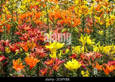 Orange gelbe Garten Blume Bett bunte Lilien Stockfoto