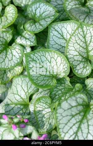 Kaukasusvergissmeinnicht Brunnera macrophylla Jack Frost, Kaukasus Vergissmeinnicht Brunnera macrophylla Jack Frost Stockfoto