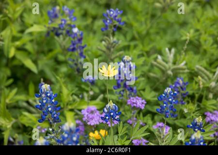 Nahaufnahme einer Mischung aus Texas Bluebonnets, Purple Prairie Verbena und gelben Broomweed Wildblumen, die zusammen wachsen Stockfoto