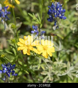 Eine Pollen bedeckte Biene, die über einer großen Schmetterlingsblüte fliegt Stockfoto