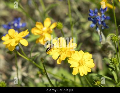 Eine Pollen bedeckte Biene, die über einer großen Schmetterlingsblüte fliegt Stockfoto