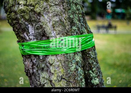 Baum, der gefällt werden soll. Beachten Sie Band auf einem Baum gefällt werden als Teil einer stadtweiten Baum Politik in Cambridge UK. Dieser Baum wird gefällt. Stockfoto