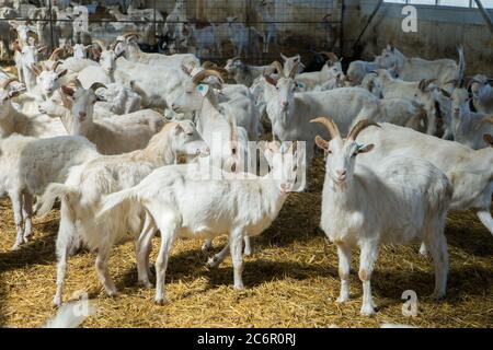 Viele Ziegen auf einer Ziegenfarm. Viehzucht für Ziegenmilch Milchprodukte Stockfoto