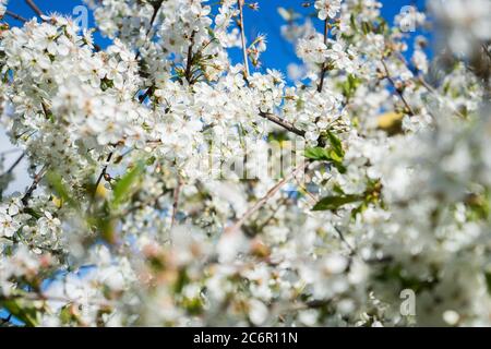 .blühende Kirsche im Frühlingsgarten. Blüte. Weiße Kirschblüten blühten Stockfoto