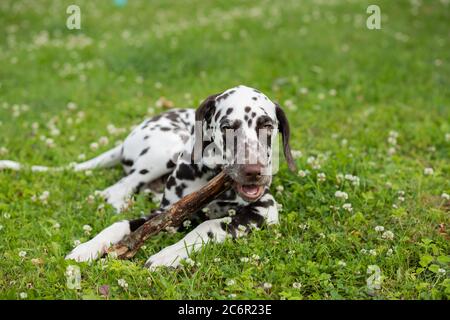 Süße niedliche dalmatinische Hund Welpen liegen auf der Wiese und Kauen auf einem Ast Stock.4 Monate alten Hund Kauen in Das Gras auf einem Stock.Puppy spielen auf dem Rasen Stockfoto