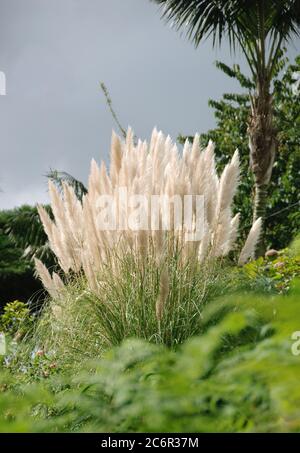 Pampasgras Cortaderia selloana, Pampas Gras Cortaderia selloana Stockfoto