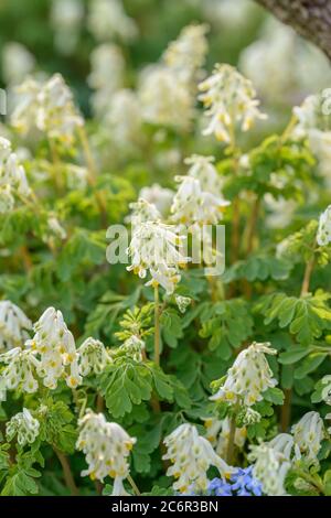 Gelblichweisser Lerchensporn Corydalis ochroleuca, gelblich Weißer Corydalis Corydalis ochroleuca Stockfoto