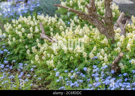 Gelblichweisser Lerchensporn Corydalis ochroleuca, gelblich Weißer Corydalis Corydalis ochroleuca Stockfoto