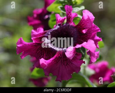 Rosa Petunia Petunia Blume (Petunia Hybrida) Nahaufnahme. Stockfoto