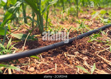 Tropfbewässerungssystem Aus Der Nähe. Wasser sparendes Tropfbewässerungssystem, das in einem Maisfeld verwendet wird. Stockfoto