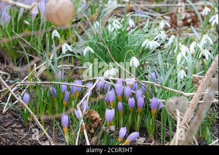 Fruehlingskrokus Crocus Hybr., kleines Schneegloeckchen Galanthus nivalis, Spring Crocus Hybr., Snowdrop Galanthus nivalis Stockfoto