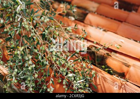 Viel grüne Olivenfrüchte auf den Ästen des Baumes, vor dem Hintergrund der Schindeln auf dem Dach. Stockfoto