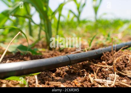 Tropfbewässerungssystem Aus Der Nähe. Wasser sparendes Tropfbewässerungssystem, das in einem Maisfeld verwendet wird. Stockfoto