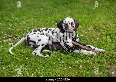 Süße niedliche dalmatinische Hund Welpen liegen auf der Wiese und Kauen auf einem Ast Stock.4 Monate alten Hund Kauen in Das Gras auf einem Stock.Puppy spielen auf dem Rasen Stockfoto