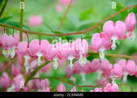 Traenendes Herz Dicentra spectabilis, blutendes Herz Dicentra spectabilis Stockfoto