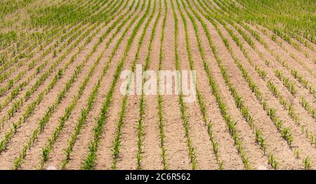 Reihen junger Maistriebe auf einem Kornfeld Stockfoto